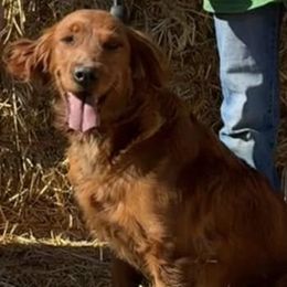 Golden Retrievers from Red Belle Golden Retrievers