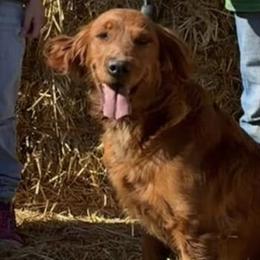 Golden Retrievers from Red Belle Golden Retrievers