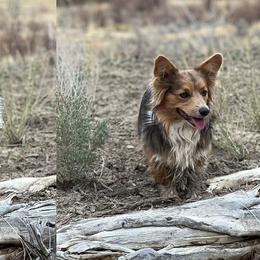 American Corgis and Pembroke Welsh Corgis from Grand Mesa Corgis