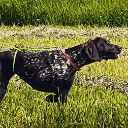 Lady - German Shorthaired Pointer