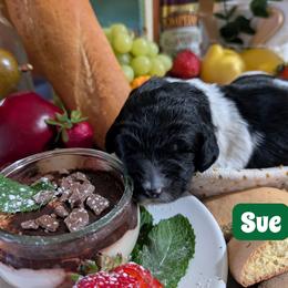 Sue - Black and white female Sheepadoodle puppy in Berwick, Pennsylvania from Wright’s Wiggle Butts
