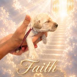 Faith - Cream female Poodle puppy in Washington, Pennsylvania from Patriotic Poodles
