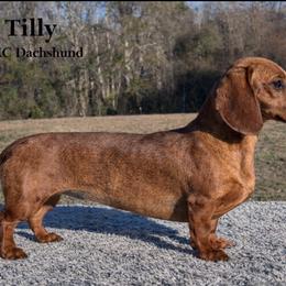 Tilly - Dachshund