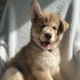 Siberian Husky Puppies from Southern Siberian Huskies of SW Florida