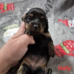 Holly - Black and tan female Dachshund puppy in Aiken, South Carolina from Paragon Puppies