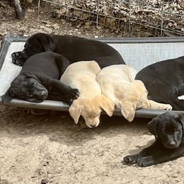 Labrador Retriever puppies from KS Labradors
