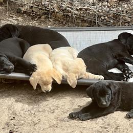 Labrador Retriever puppies from KS Labradors