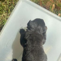 Boy 1 - Black and mahogany male Rottweiler puppy in Smyrna, Georgia from HYIQ