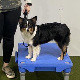 Lace - Miniature Australian Shepherd