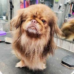 Wont-Tong - Pekingese