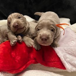 Long Haired Weimaraner Puppies from Northern Bluegrass Weimaraners