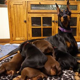 Doberman Pinscher Puppies from Laurel Vail