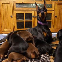 Doberman Pinscher Puppies from Laurel Vail