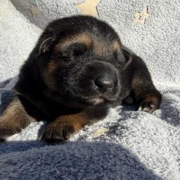 Fuji - Black and red female German Shepherd puppy in Lebanon County, Pennsylvania from Regalimage