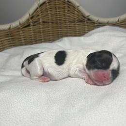 Basil - Brindle and white male Shih Tzu puppy in Lake City, South Carolina from Precious Lil Tzus