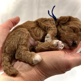 Cockapoo Puppies from Brook Valley Cockapoos