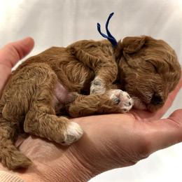 Cockapoo Puppies from Brook Valley Cockapoos