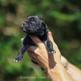 Knight - Black brindle male Cane Corso puppy in Cable, Ohio from Americana Cane Corso