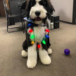 Bernedoodle All Grown Up from Backwoods Bernedoodles
