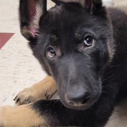 German Shepherd Puppies from Levesques German Shepherds