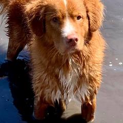 Border Collie and Nova Scotia Duck Tolling Retriever All Grown Up from Avatar