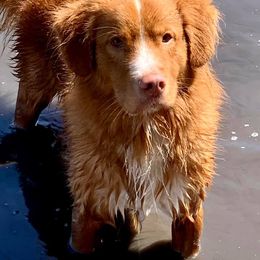 Border Collie and Nova Scotia Duck Tolling Retriever All Grown Up from Avatar