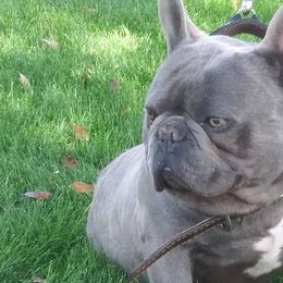 French Bulldogs from Frenchieland