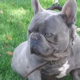 French Bulldogs from Frenchieland