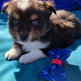 Ricky - Black tri male Toy Australian Shepherd puppy in Forney, Texas from Texas Talent Toy Aussie's