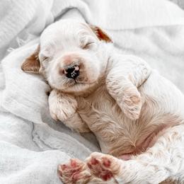 Strawberry - Parti female Goldendoodle puppy in Russell Springs, Kentucky from Milk & Honey Doodles