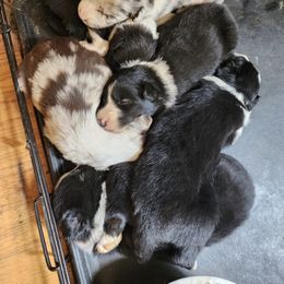 Border Collie Puppies from BC Dogs at the Rodgers