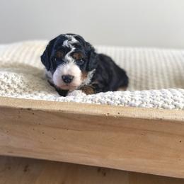 Bernedoodle, Goldendoodle, and Poodle Puppies from Central Valley Canine Companions