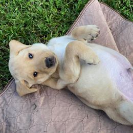 Labrador Retriever Puppies from Green Acres Labradors