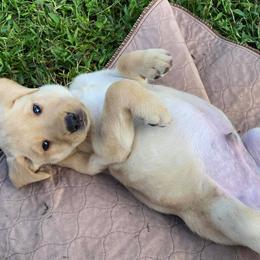 Labrador Retriever Puppies from Green Acres Labradors