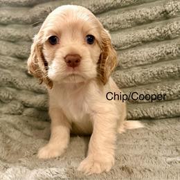 Chip - Buff male Cocker Spaniel puppy in Sumter, South Carolina from Cocker Eclipse In Home Kennel