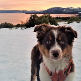 Australian Shepherd Puppies from RMW Ranch Australian Shepherds