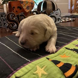 Golden Retriever Puppies from Tupelo Honey Farm's Golden Retrievers