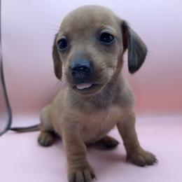 Ember - Sable female Dachshund puppy in Barstow, California from Kindle & Burrow Dachshunds