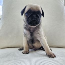 Male 3 - Fawn male Pug puppy in Jacksonville, North Carolina from Coliseum de Cassiope