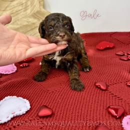 Gale - Brown and white female Bernedoodle puppy in Owasso, Oklahoma from Kallams Bernedoodles & Bernese Mountain Dogs
