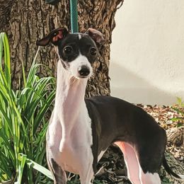 Moira - Italian Greyhound
