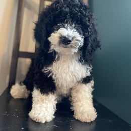 Bernedoodle Puppies from Mountain Springs Farm