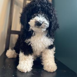 Bernedoodle Puppies from Mountain Springs Farm