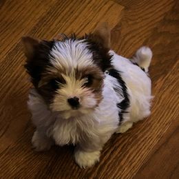 Natasha - Black tan and white Biewer Terrier puppy in Laporte, Indiana from Stoll'n Kisses Biewers