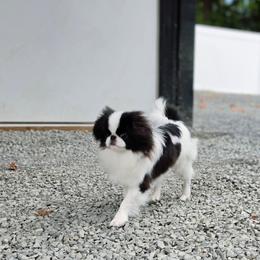 Theo - Black and white male Japanese Chin puppy in Snohomish, Washington from Musashi Japanese Chin