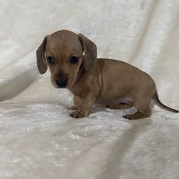Girl 1 - Dapple female Dachshund puppy in Ponce De Leon, Florida from Brittany Corbin