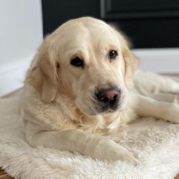Kate - Golden Retriever