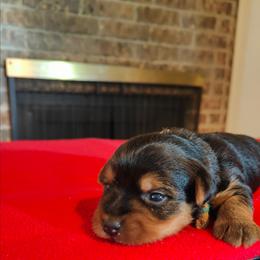 Mr. White - Black and gold male Yorkshire Terrier puppy in Woodway, Texas from The Yorkie Empire