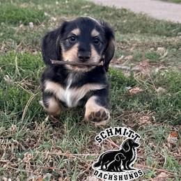 Hook - Black and cream male Dachshund puppy in Ramona, Oklahoma from Schmitt Dachshunds