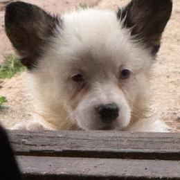 GxE26 Panda baby girl - Black and white female American Corgi puppy in Heyworth, Illinois from Schumaker Corgis